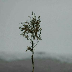 国产乱XX乂XXX交
